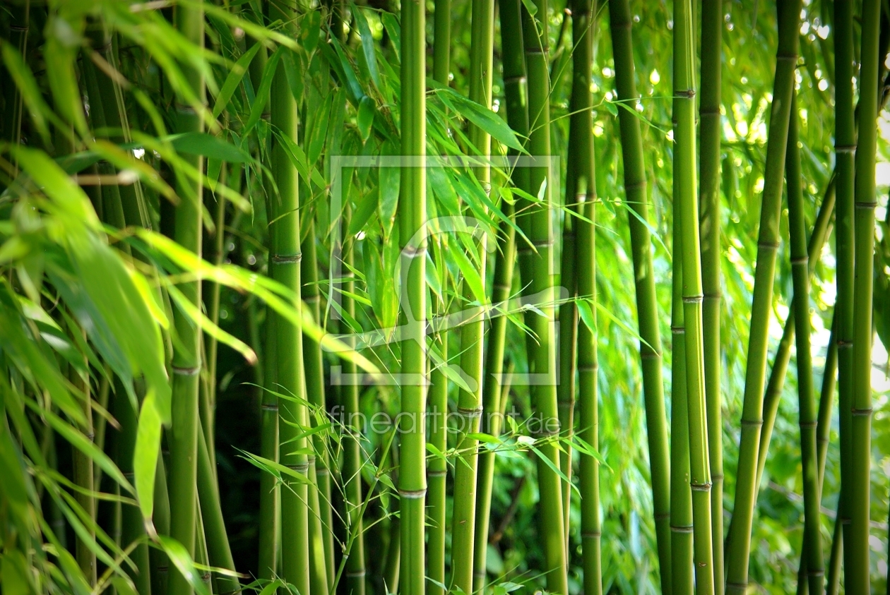 Bild-Nr.: 9826870 Bambus  erstellt von gabii40