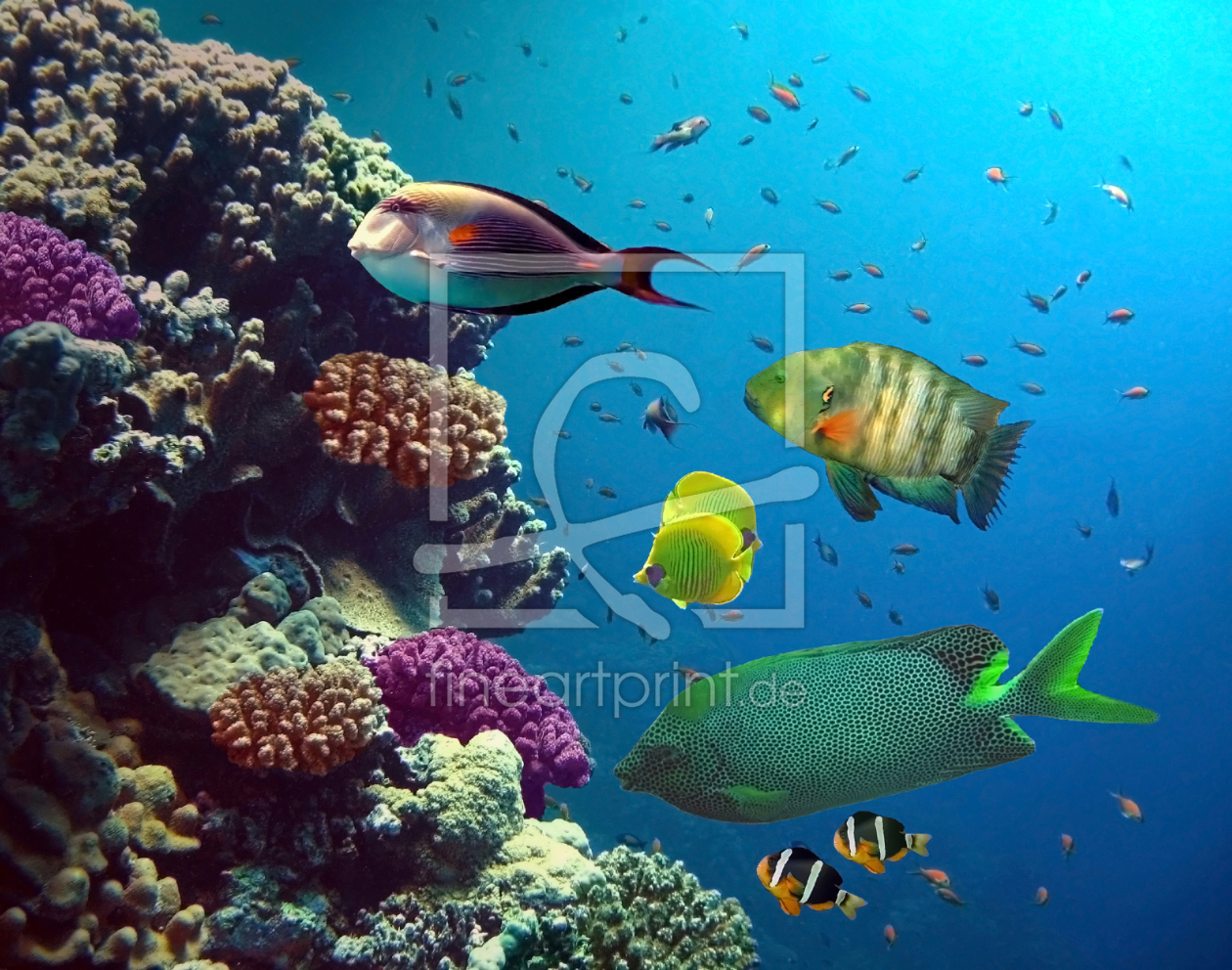 Bild-Nr.: 9836554 Neulich am Riff ... erstellt von Tina Melz