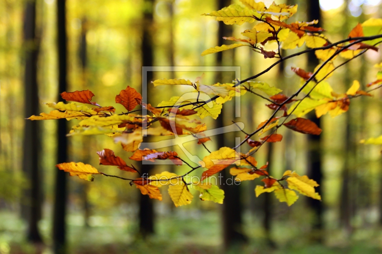 Bild-Nr.: 9845984 Im Wald erstellt von Renate Knapp