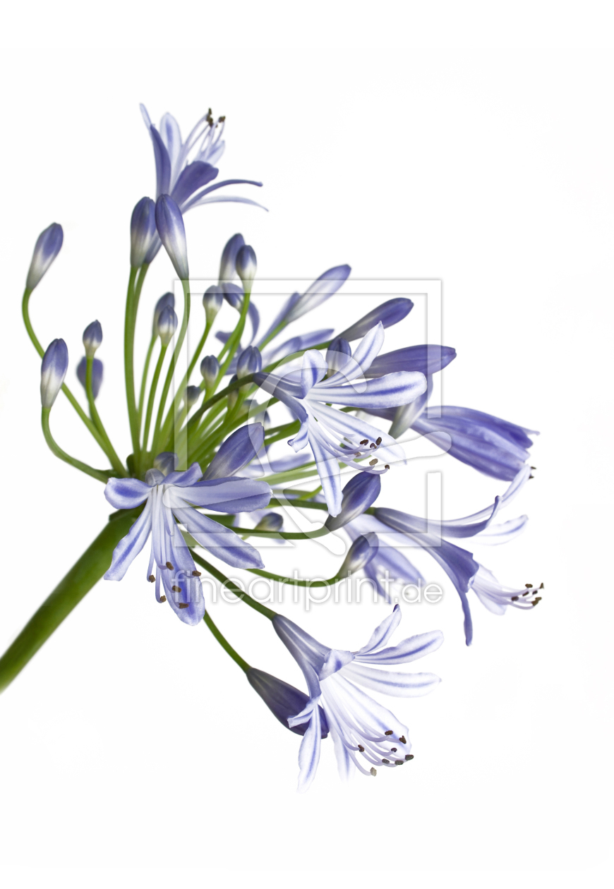 Bild-Nr.: 9847798 Schmucklilie - Agapanthus praecox erstellt von Callisto