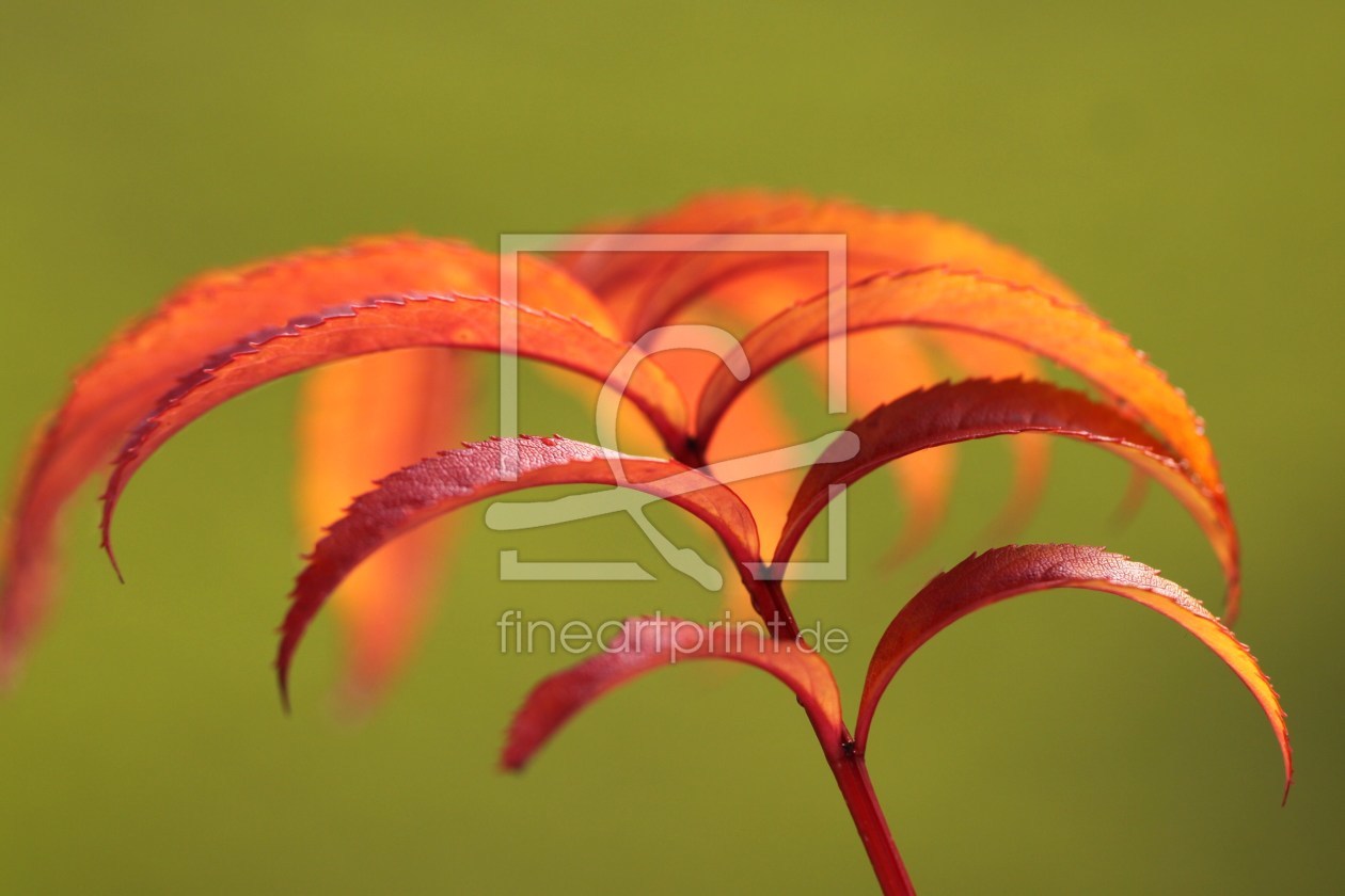 Bild-Nr.: 9851774 Herbstfeuer erstellt von Renate Knapp