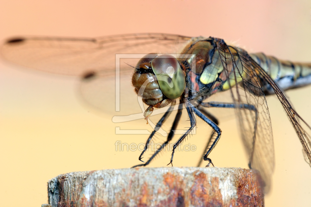 Bild-Nr.: 9893858 Libelle beim Fressen erstellt von FotoDeHRO