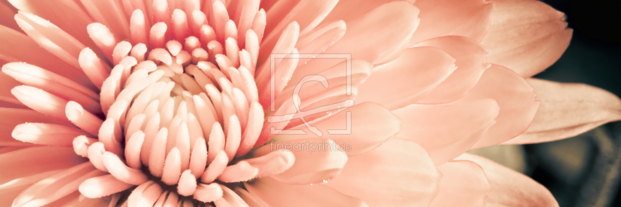 Bild-Nr.: 9911550 Floral Panorama erstellt von Frank Wächter