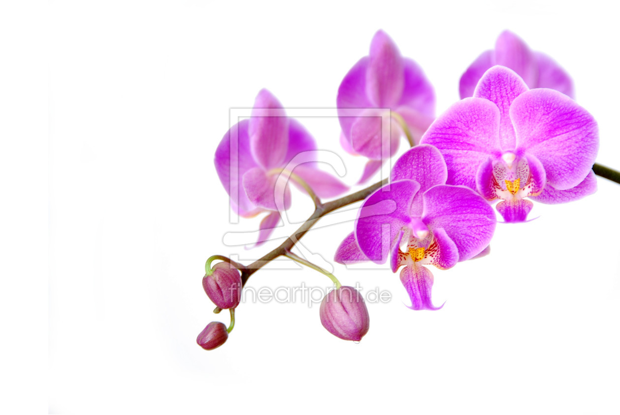 Bild-Nr.: 9998529 Orchidee erstellt von hannes cmarits