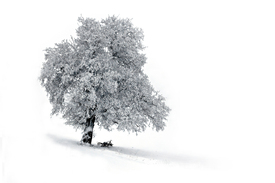 Winterzeit .../9515718
