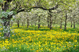 Obstgarten im Frühling/9631802