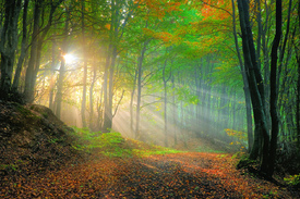 Goldener Herbst/9724172