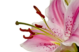 Lilienblüte/9739208