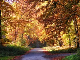 Herbstwald/9761330