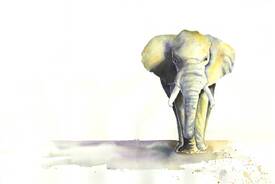 Elefant/9774478