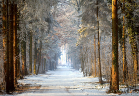 Wald warm und kalt/9838272