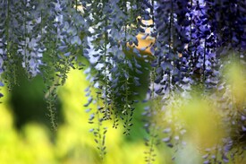 Blauregen (Wisteria sinensis/9855508