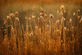 Natur/10014569