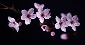 Kirschblüten/10030013