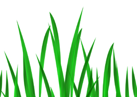 Green Impression - Panorama/10033965