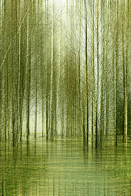 Birkenwald/10043159