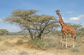 Rotschild Giraffe im Samburu Reservat/10204017