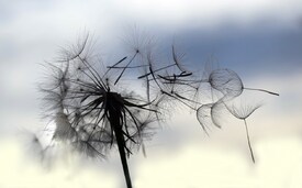 Abschied/10548227