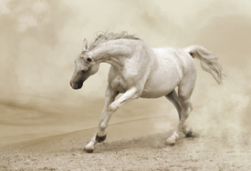 Desert Horse/10560149