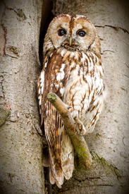 WÄCHTER DER NACHT/10602052