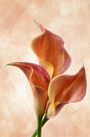 Callas/10624102