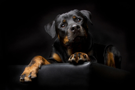 Rottweiler/10681952