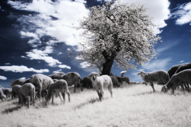 Erwischt mit Kirschblüten - Sweets for Sheep/10702393