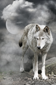 Nebelwolf/10730595