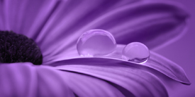 Violett/10735131