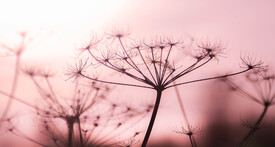 Pflanze/10787421