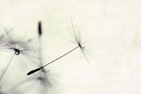 Pusteblume/10826071