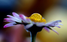 Bunter Frühling/10867292