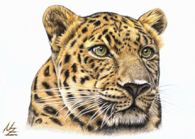 Der Leopard/11099881
