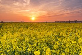 Sonnenuntergang im Rapsfeld/11240764