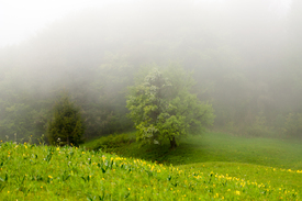 Nebel/11246770
