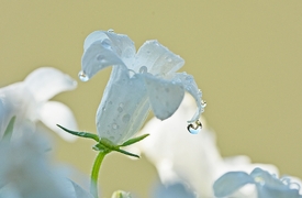 Glockenblümchen/11527408