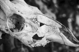 Alter Tierschädel/11555644