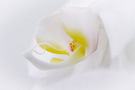 Orchidee - weiss vor weiss/11571740