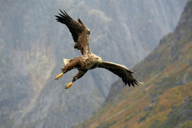 Seeadler im Anflug/11573390