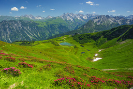 Alpenrosenblüte/11729226
