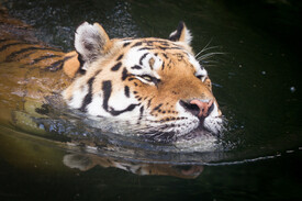 Tiger im Wasser/11877059