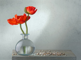 still life with poppy Mohn/11970820