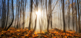 Lichtdurchfluteter Wald im Herbst oder Winter/12051289