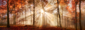 Lichtstimmung in einem nebligen Wald im Herbst/12051469