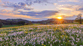 Blumenwiese bei Sonnenuntergang im Frühling/12201610