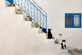 Viele Katzen auf Treppe in Griechenland/12337490