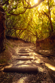 Wanderweg Anaga Gebirge  Teneriffa/12616452