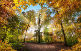 Leuchtende Herbstszene in einer Lichtung im Wald/12629771