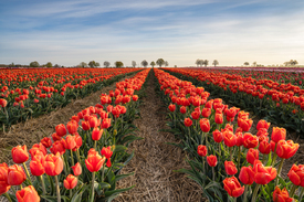 Rotes Tulpenfeld/12709776
