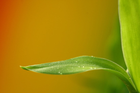 das eigenartige Blatt/12710133